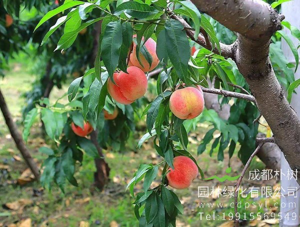 桃树的繁殖方式、栽培技术以及病虫害防治方法介绍