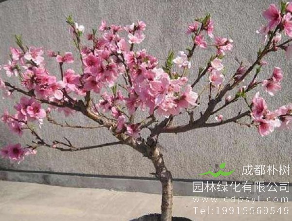 桃树的特点是什么？桃树有哪些特征？