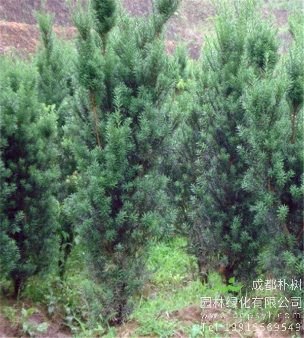 基地批发精品曼地亚豆杉价格450元，精品曼地亚红豆杉四季长绿，树姿美丽