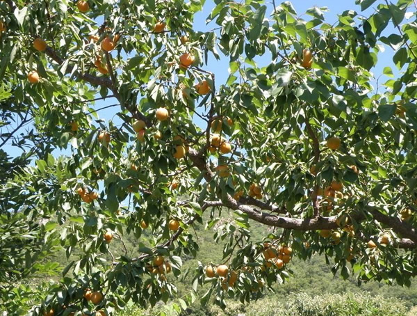 杏树的作用与功效，杏树有什么作用？