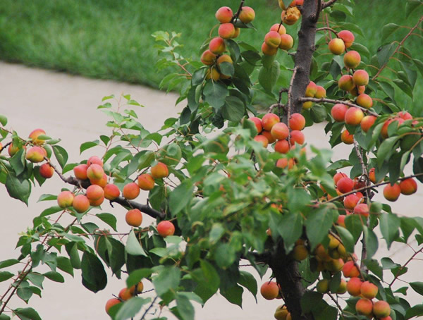 杏树的繁殖方式、栽培技术以及病虫防治方法介绍
