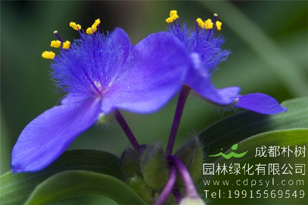 大量供应紫露草价格1元/株，紫露草花色鲜艳，价格实惠