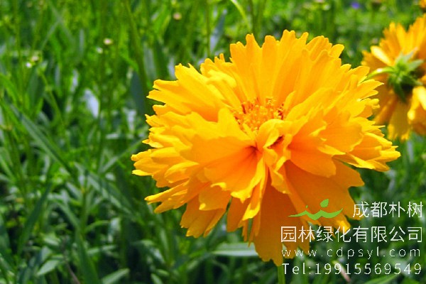 在线订购金鸡菊价格1元/株，金鸡菊枝叶密集、花朵繁盛鲜艳