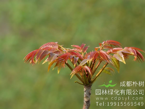 香椿树价格-图片-形态特征-生长环境-分布范围-主要品种以及主要价值