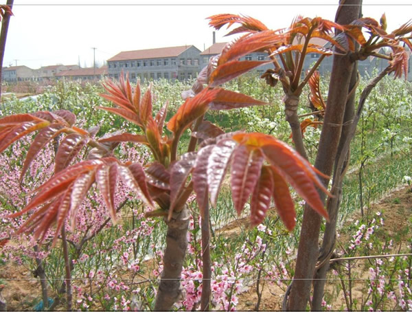 中国香椿树的主产地有哪些？哪里的质量比较好？