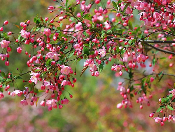 垂丝海棠什么时候开花，垂丝海棠的花语是什么？