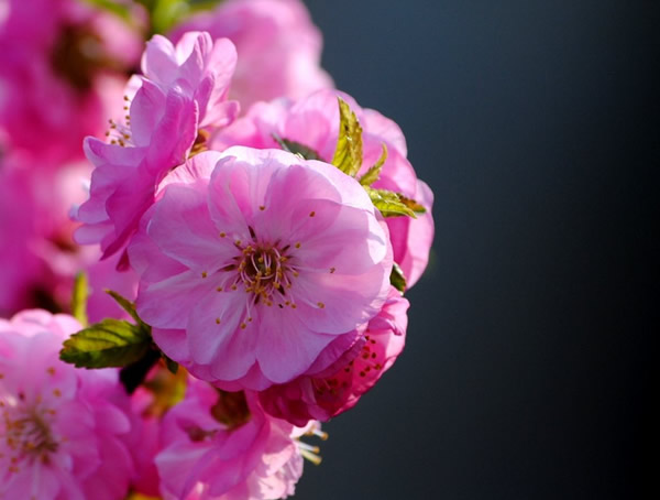 樱花和榆叶梅的区别有哪些？
