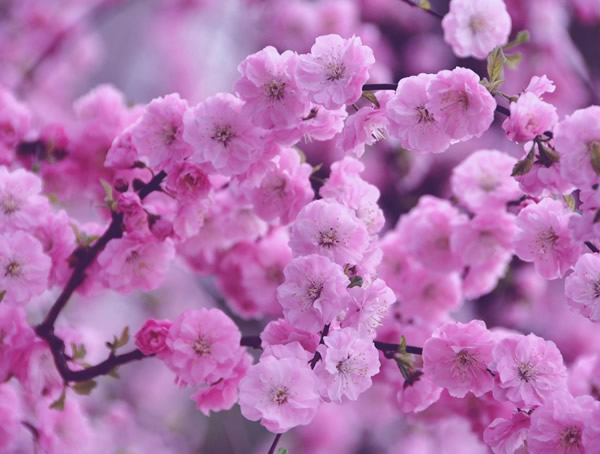 榆叶梅是在什么季节开花？