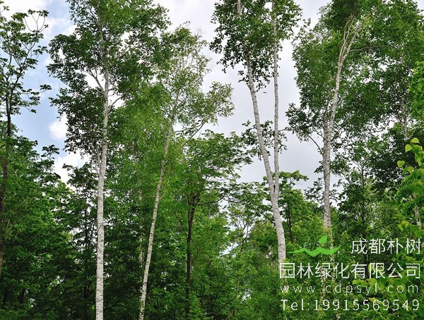 白桦树属于亚热带树木吗？