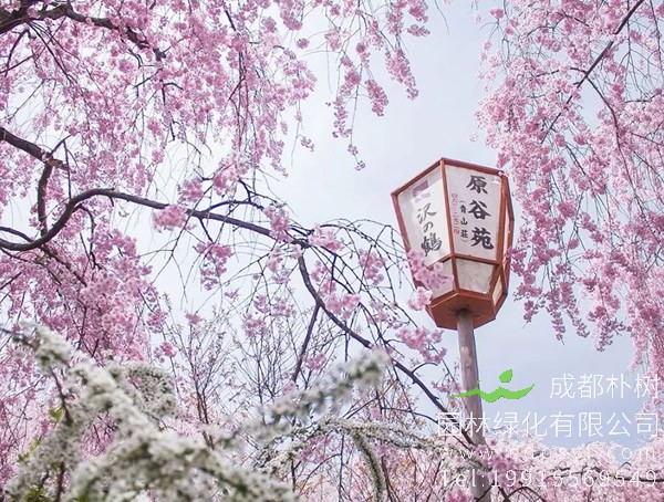 日本樱花价格-图片-形态特征-产地分布-生长习性以及主要价值