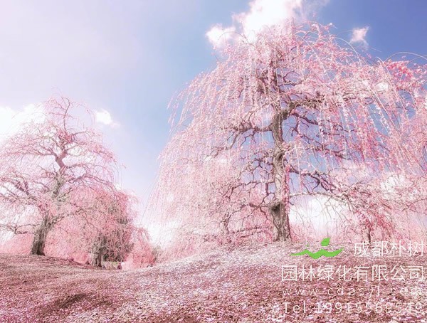 日本樱花价格-图片-形态特征-产地分布-生长习性以及主要价值