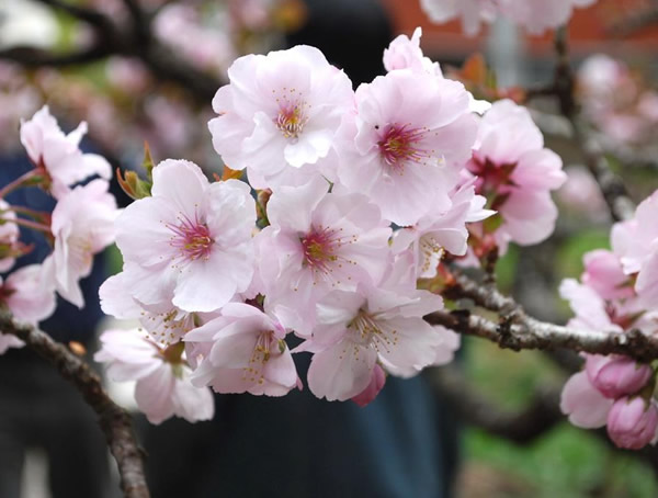 冬樱花和日本樱花从树形上怎么区分？