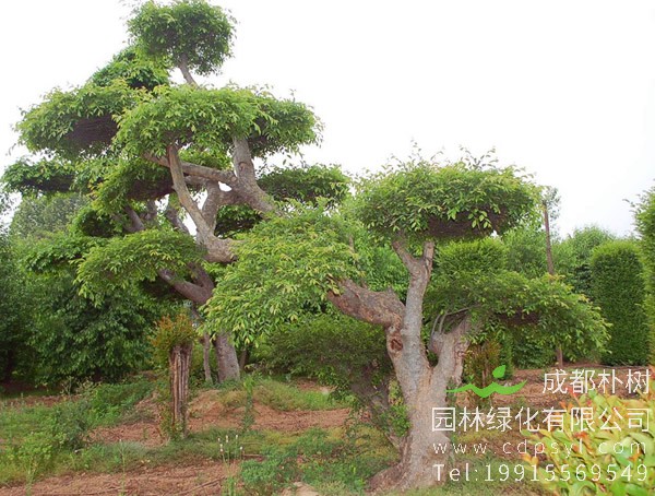 榔榆的繁殖方法、病虫害防治以及盆景制作方法