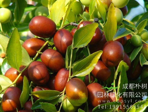 枣树价格-图片-形态特征-产地生境-生长习性-主要价值以及植物文化