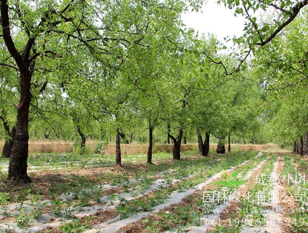 枣树价格-图片-形态特征-产地生境-生长习性-主要价值以及植物文化