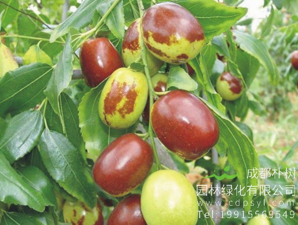 枣树适宜在什么条件下生长？