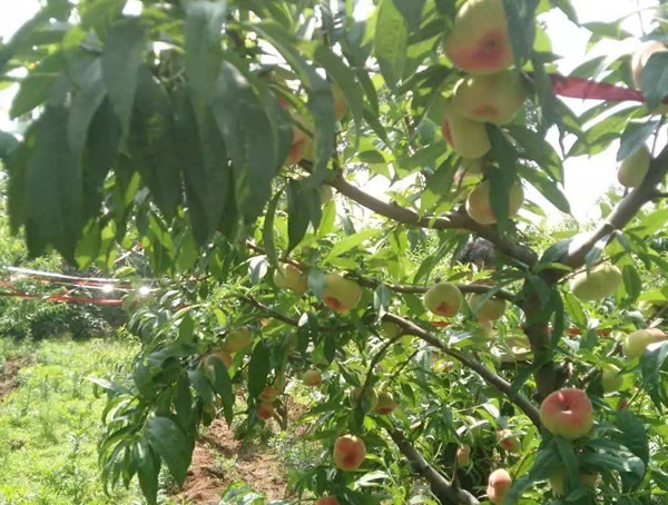 温室大棚蟠桃树的栽培技术介绍