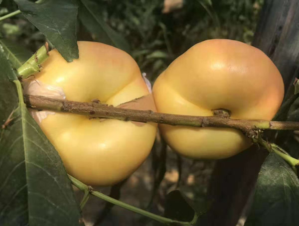蟠桃树的核可以播种吗？可以种出毛桃吗？