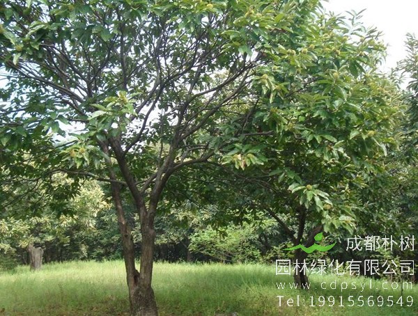 板栗树价格-图片-形态特征-生长环境-分布范围以及主要价值