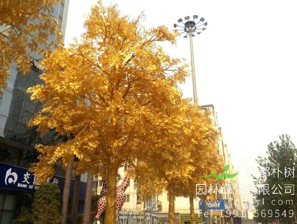 黄金树什么样的？