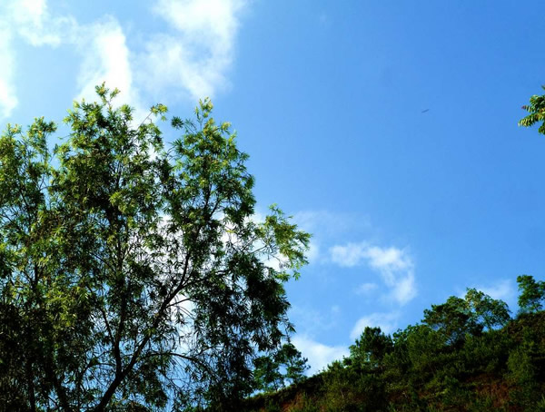 台湾相思树的生态习性是怎样的？