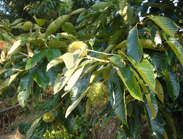 板栗树种植几年结果子？