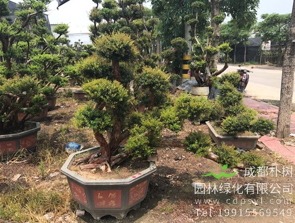 赤楠盆景适合在家中种植吗？