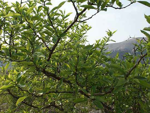 柘树可作经济林种植吗？