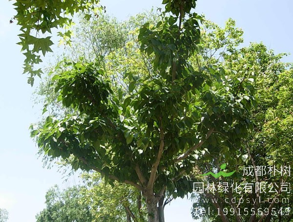 杜仲树是国家保护植物吗？