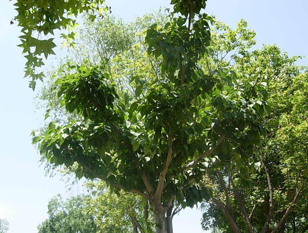 杜仲树是国家保护植物吗？