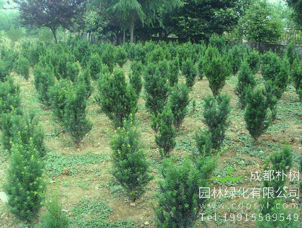 曼地亚红豆杉价格-图片-形态特征-生长环境-分布范围以及主要价值