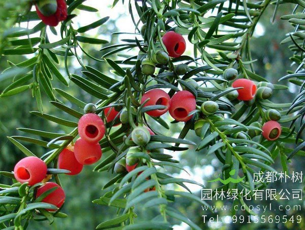 曼地亚红豆杉价格-图片-形态特征-生长环境-分布范围以及主要价值