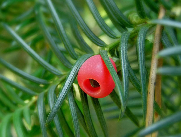 曼地亚红豆杉如何区分雌雄？