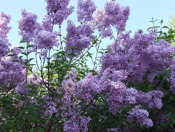 紫丁香有什么作用？