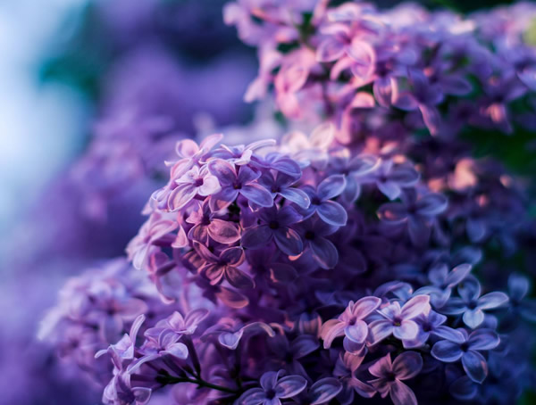 紫丁香的花有毒么？