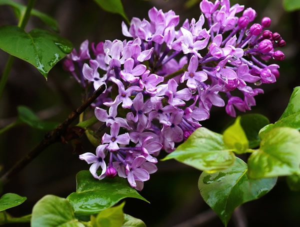 紫丁香在什么季节开花？