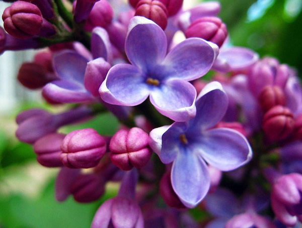 紫丁香的繁殖方法有哪些？
