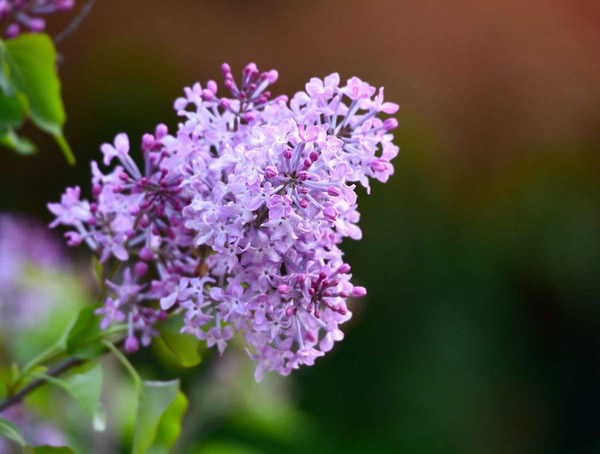 紫丁香的生长有哪些习性？