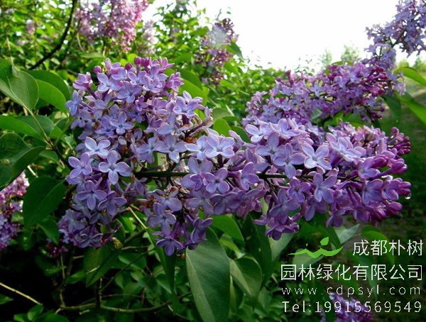 紫丁香分布在中国哪些地方？
