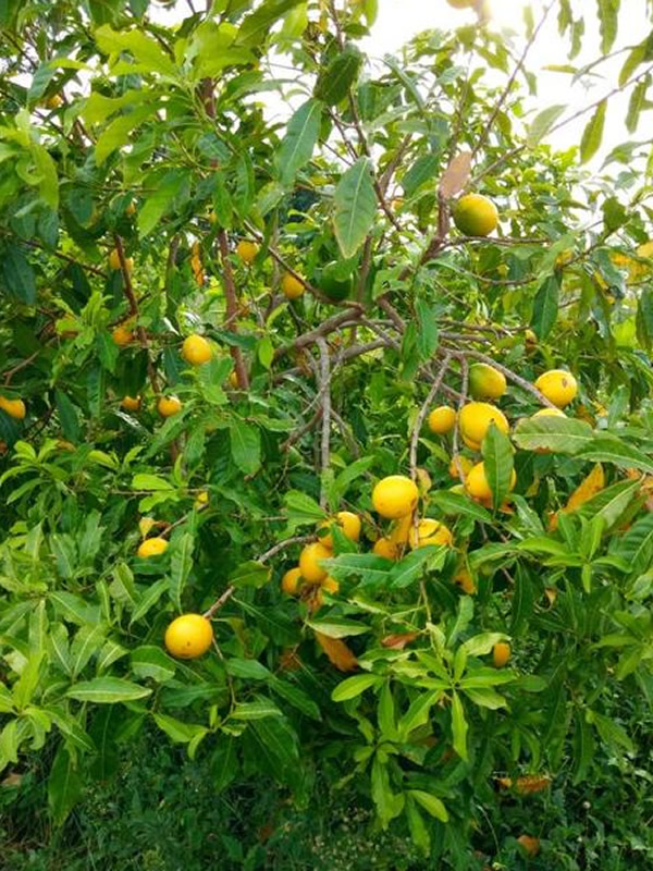 黄晶果树的栽培，怎么样选择优良品种？