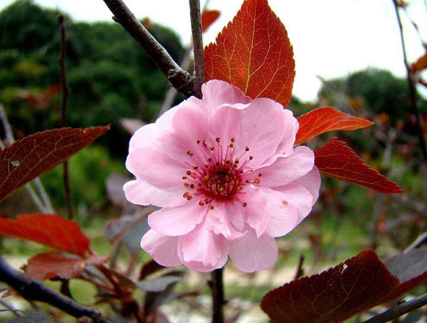 如何区分榆叶梅，美人梅和红梅？