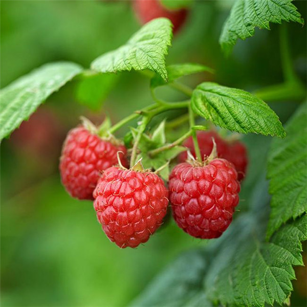 树莓的养殖技巧与养护方法
