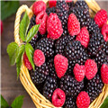 树莓的主要品种有哪些？