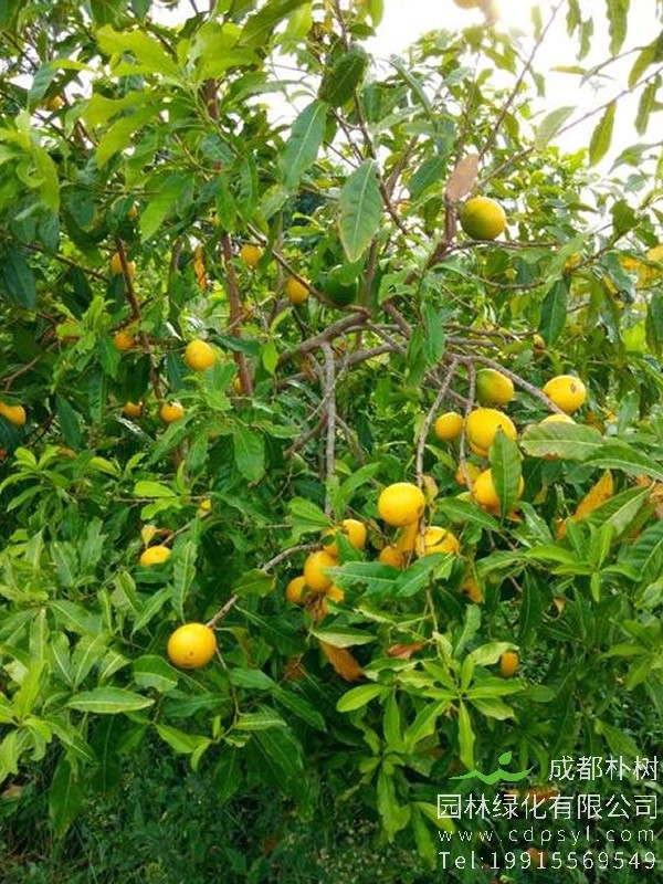 黄晶果树的栽培，怎么样选择优良品种？