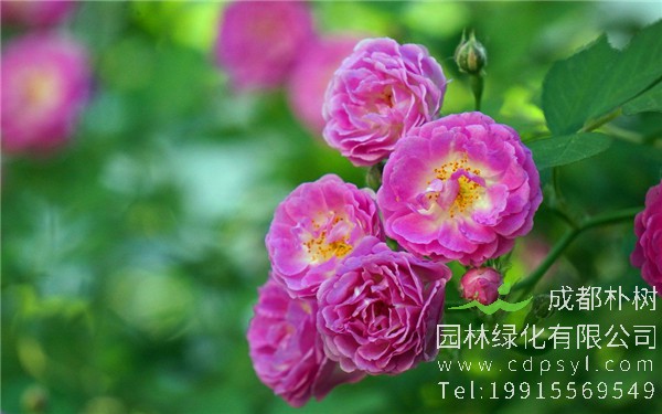 蔷薇价格1.5元【基地直销】低价批发