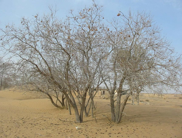 文冠果树叶的功效与作用，文冠果树叶泡水喝起什么作用？