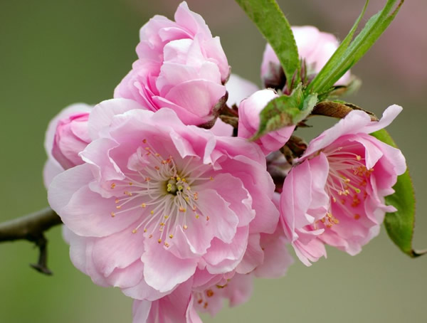 碧桃在贵州能够种植吗？