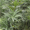 棕竹能在室内种植吗？