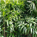 棕竹怎么繁殖？