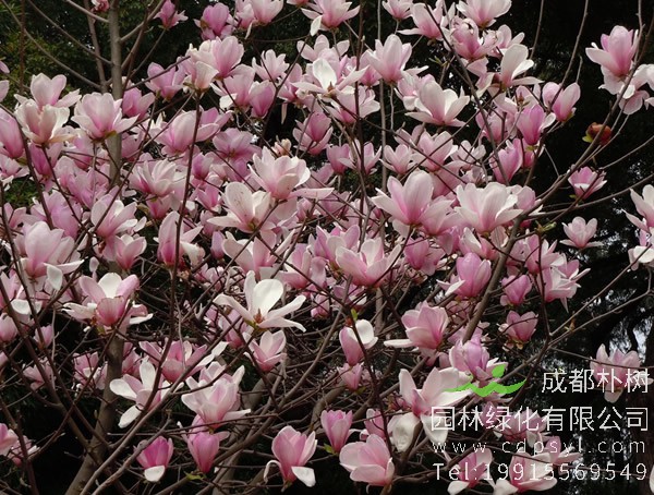 紫玉兰花的特点有哪些？